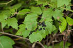 Mapleleaf viburnum